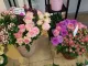 Blumen Wind