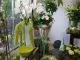 Blumen Wind