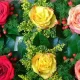 Blumen Wind
