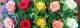 Blumen Wind