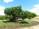 The Mulberry Tree