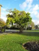 The Mulberry Tree