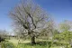 The Mulberry Tree