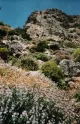 Babis Janina Wild Herbs of Crete