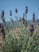 Babis Janina Wild Herbs of Crete