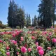 Rose Garden Smiles