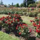 Rose Garden Smiles