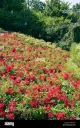 Rose Garden