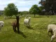 Australian Alpaca Barn