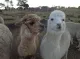 Australian Alpaca Barn