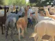 Australian Alpaca Barn