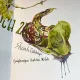 Skunk Cabbage Books