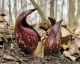 Skunk Cabbage Books