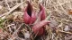 Skunk Cabbage Books