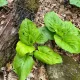 Skunk Cabbage Books