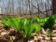 Skunk Cabbage Books