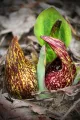 Skunk Cabbage Books