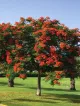 The Gulmohar