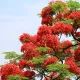 The Gulmohar