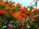 The Gulmohar