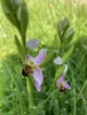 Bee Orchid Pomona