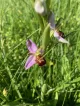 Bee Orchid Pomona