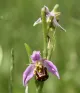 Bee Orchid Pomona