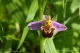 Bee Orchid Pomona