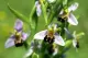 Bee Orchid Pomona