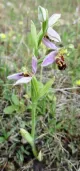 Bee Orchid Pomona