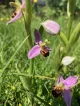 Bee Orchid Pomona