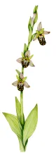 Bee Orchid Pomona