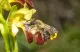 Bee Orchid Pomona