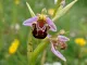 Bee Orchid Pomona