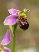 Bee Orchid Pomona