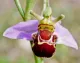 Bee Orchid Pomona