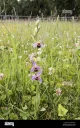 Bee Orchid Pomona