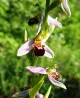 Bee Orchid Pomona