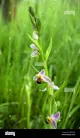 Bee Orchid Pomona