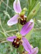 Bee Orchid Pomona