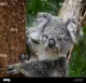 Mini Koala Car Rental