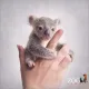 Mini Koala Car Rental