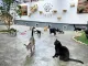 Gateria Cat Cafe