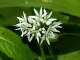 Wild Garlic