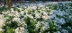 Wild Garlic