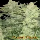 Sweet - Original Kush Roots