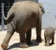 The Little Elphant