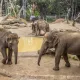 The Little Elphant