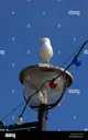 The Seagull