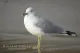 The Seagull